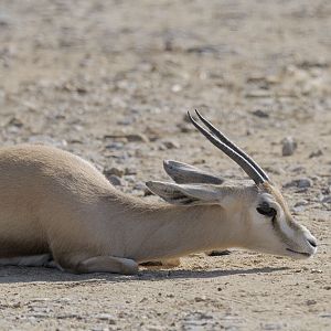 Dorcas gazelle