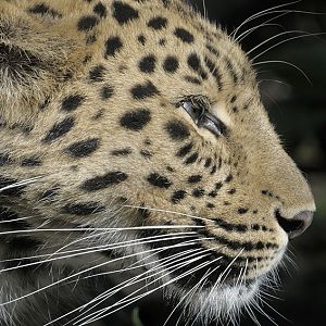 Amur leopard