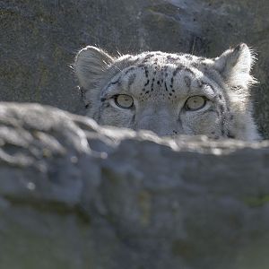 Snow leopard