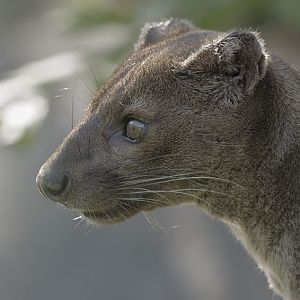 Fossa