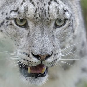 Snow leopard closeup