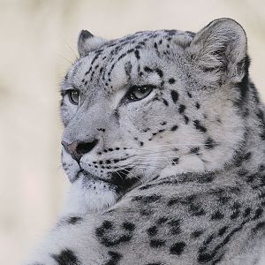 Snow leopard high key