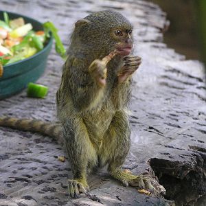 Pygmy marmoset