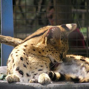Serval