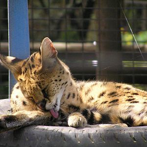 Serval