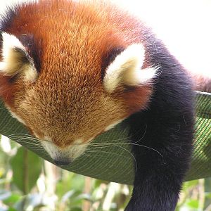 Red panda