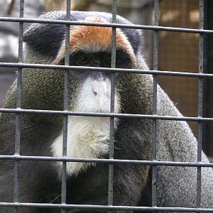 De Brazzas monkey