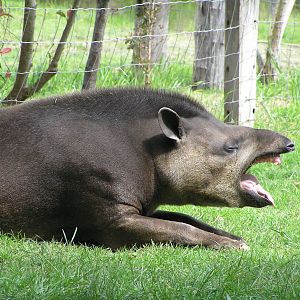 Brazilian tapir
