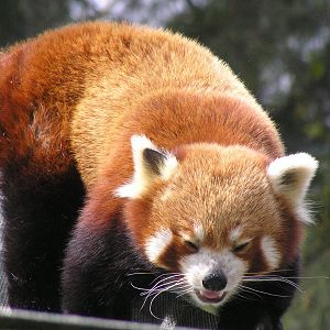 Red panda