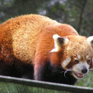 Red panda