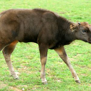 Gaur calf; Whipsnade; 8th October 2011