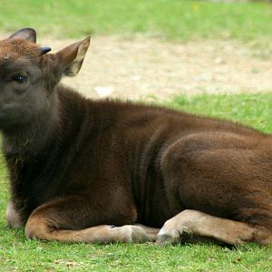 Gaur calf; Whipsnade; 8th October 2011