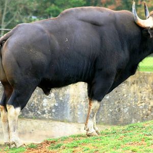 Gaur; Whipsnade; 8th October 2011