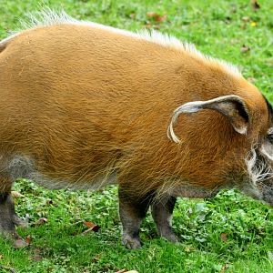 Red river hog; Whipsnade; 8th October 2011