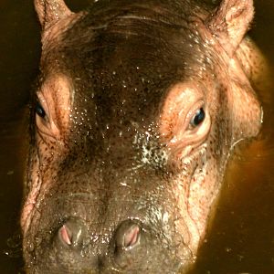 Hippopotamus calf; Whipsnade; 8th October 2011