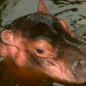 Hippopotamus calf; Whipsnade; 8th October 2011