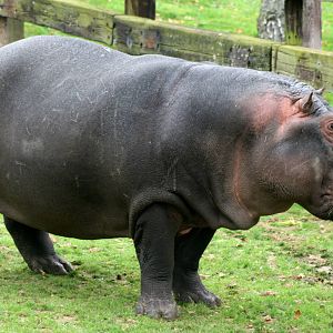 Hippopotamus; Whipsnade; 8th October 2011