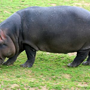 Hippopotamus; Whipsnade; 8th October 2011