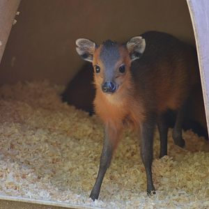 Juvenile Red-flanked Duiker