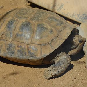 Desert Tortoise