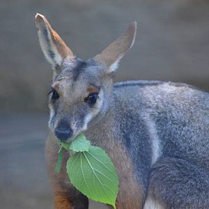 Yellow-footed Rock Wallaby