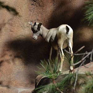 Desert Bighorn Sheep