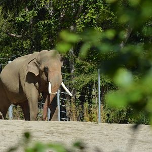 Billy - Elephants of Asia - October 7, 2011
