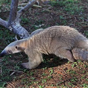 baby tamandua