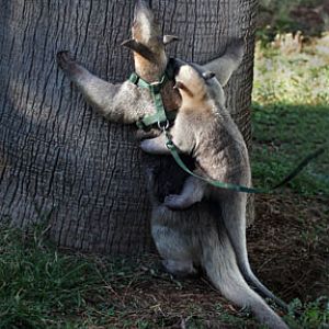 mother and baby tamandua