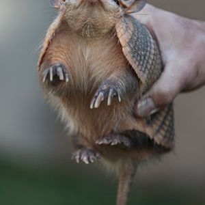 flying armadillo