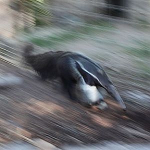 anteater on the run