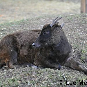 Female Lowland Anoa Taken 07th October 2011