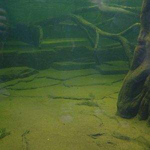 Giant Otter Exhibit - Gondwanaland, Leipzig, 02/09/11