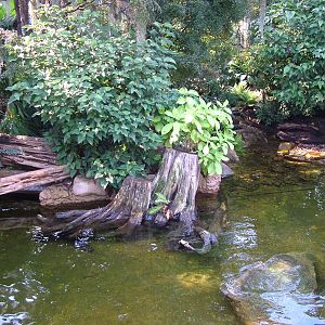 Giant Otter Exhibit - Gondwanaland, Leipzig, 02/09/11