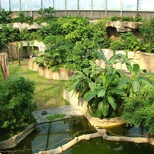 Tapir Exhibit - Gondwanaland, Leipzig, 02/09/11
