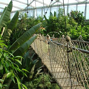Rope Bridge - Gondwanaland, Leipzig, 02/09/11