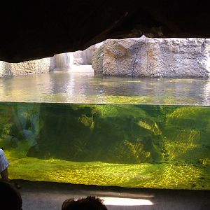 Hippo/Guenon Exhibit - Gondwanaland, Leipzig, 02/09/11