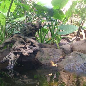 Asian Short-clawed Otter Exhibit - Gondwanaland, Leipzig, 02/09/11