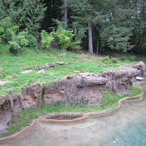 Asian Forest Sanctuary - Sumatran Tiger Exhibit