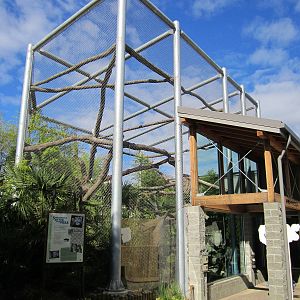 Cats Of The Canopy - New In 2011