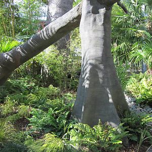 Cats Of The Canopy - New In 2011