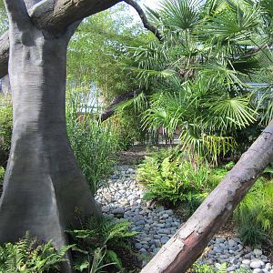 Cats Of The Canopy - New In 2011