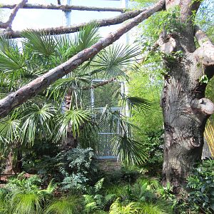 Cats Of The Canopy - New In 2011