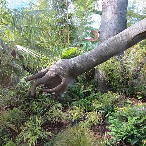 Cats Of The Canopy - New In 2011