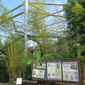 Cats Of The Canopy - New In 2011