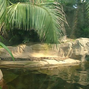 False Gharial Exhibit - Gondwanaland, Leipzig, 02/09/11
