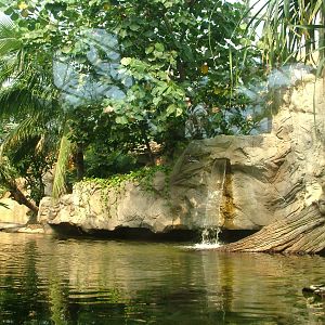 False Gharial Exhibit - Gondwanaland, Leipzig, 02/09/11