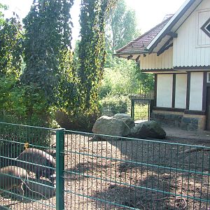 Warty Pig Exhibit at Leipzig, 02/09/11