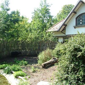 Anoa Exhibit at Leipzig, 02/09/11