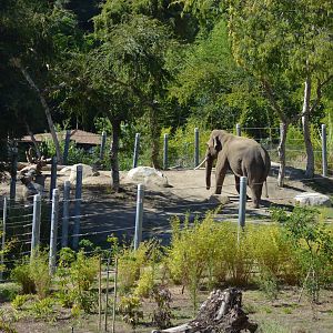 Billy - Elephants of Asia - October 7, 2011